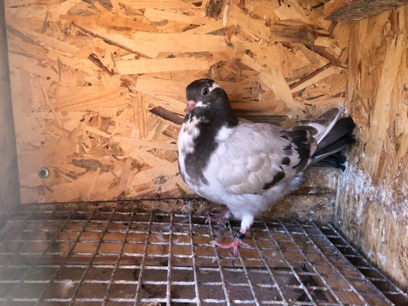 515/22 - 5- lot zbor 2022