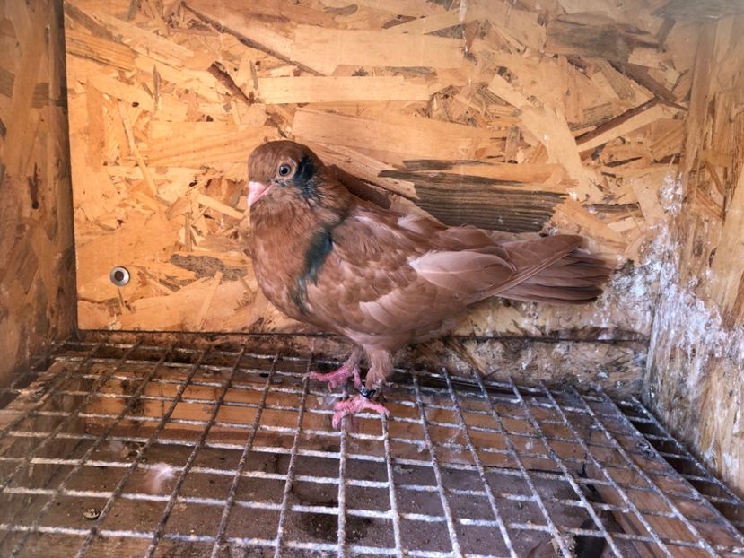 500/22 - 5- lot zbor 2022