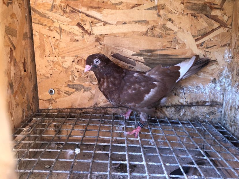 503/22 - 5- lot zbor 2022