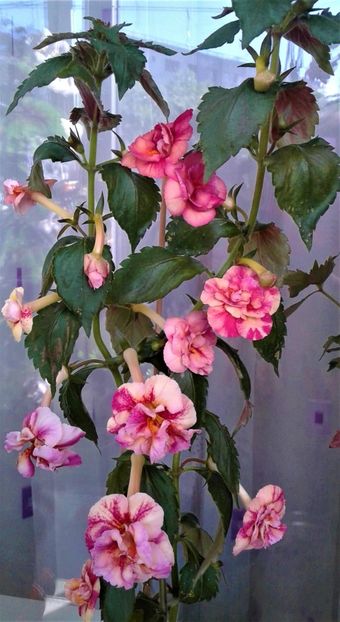 20220928_093256-1 - Frumosi mei achi astazi