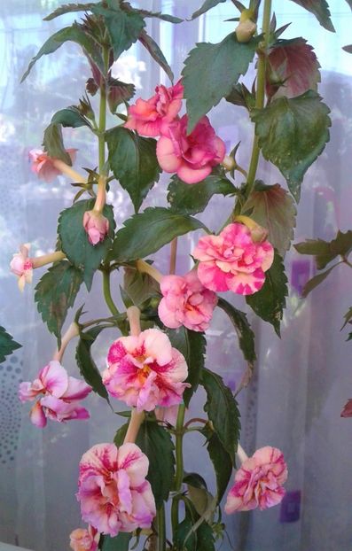  - Frumosi mei achi astazi