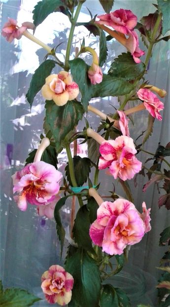  - Frumosi mei achi astazi