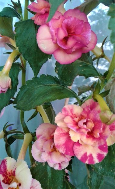  - Frumosi mei achi astazi