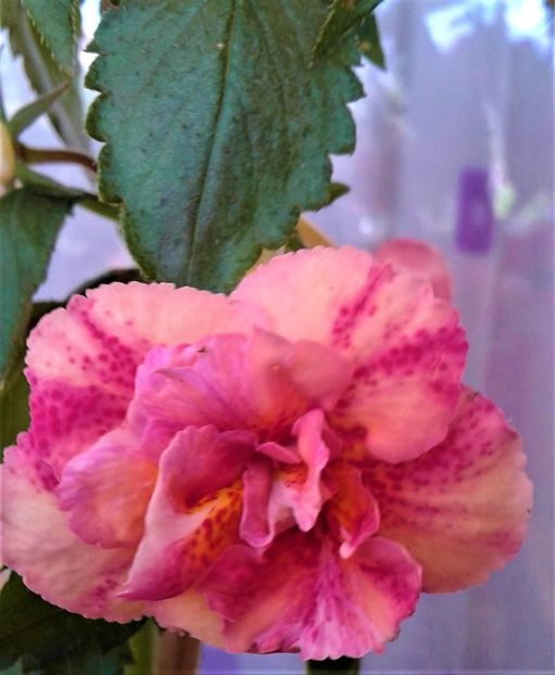  - Frumosi mei achi astazi