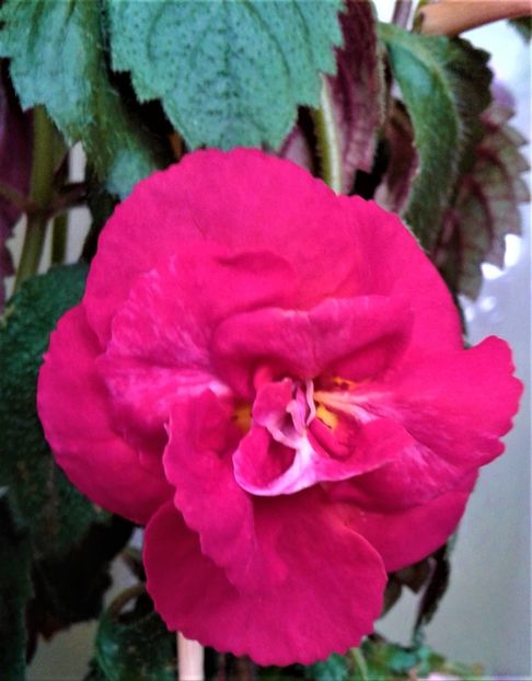  - Frumosi mei achi astazi