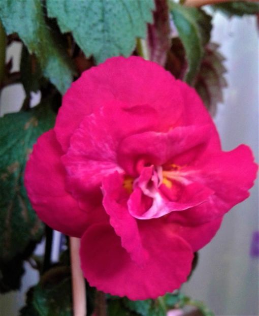  - Frumosi mei achi astazi