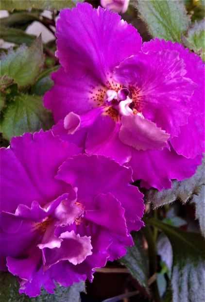  - Frumosi mei achi astazi