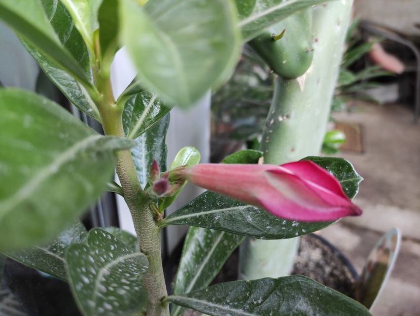  - Adenium - Trandafirul desertului