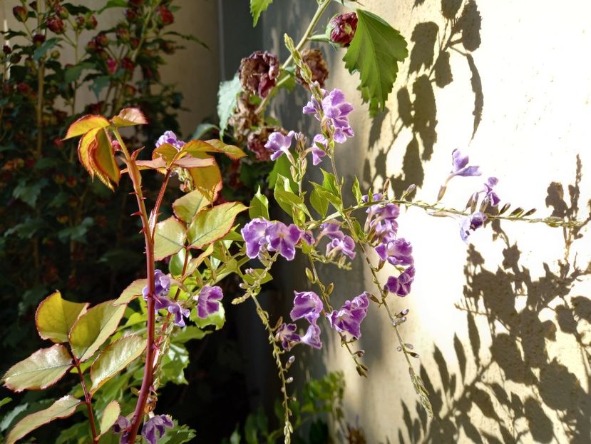 Duranta - Grădina 2022 continuare 3