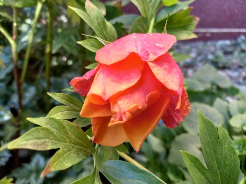  - Grădina 2022 continuare 3