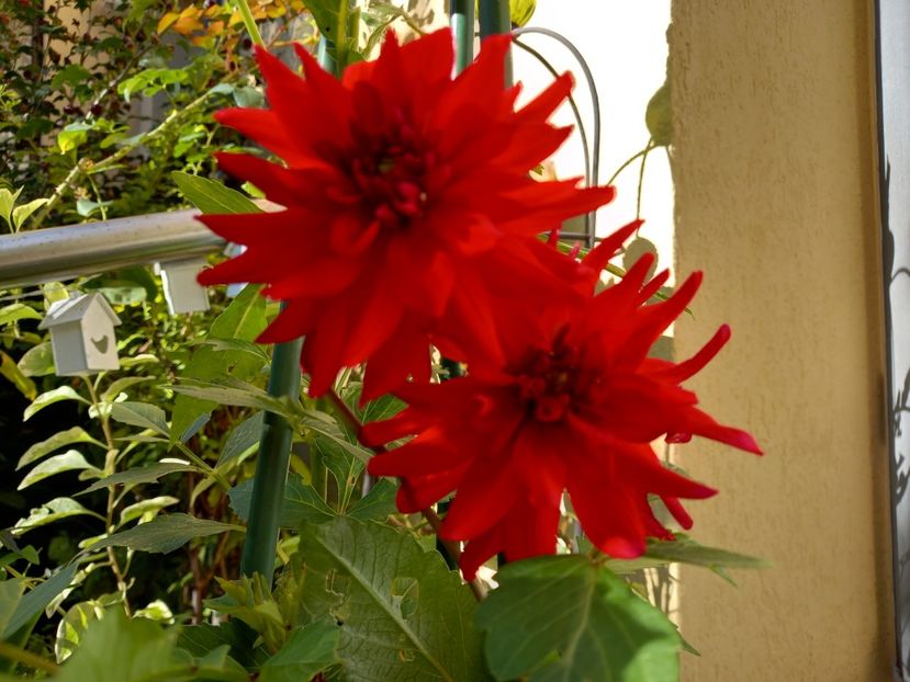  - Grădina 2022 continuare 3