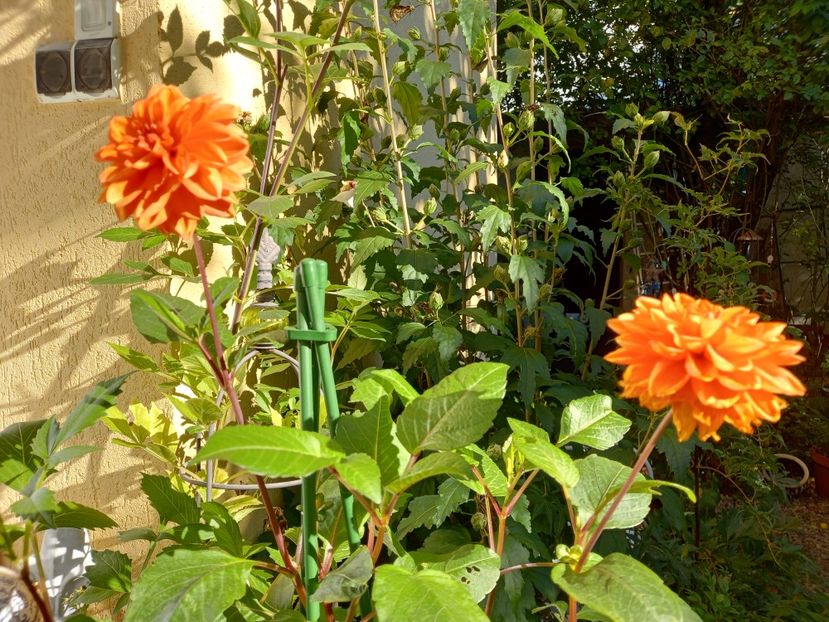  - Grădina 2022 continuare 3