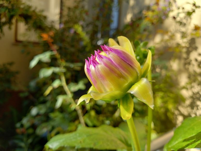  - Grădina 2022 continuare 3