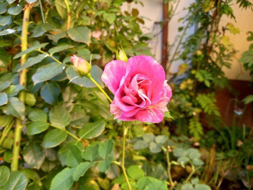  - Grădina 2022 continuare 3