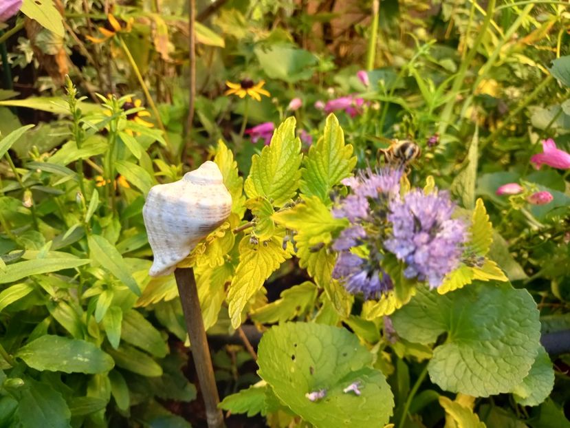  - Grădina 2022 continuare 3