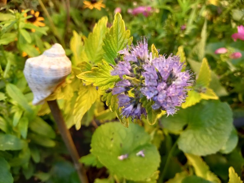 Caryopteris Hint of Gold - Grădina 2022 continuare 3