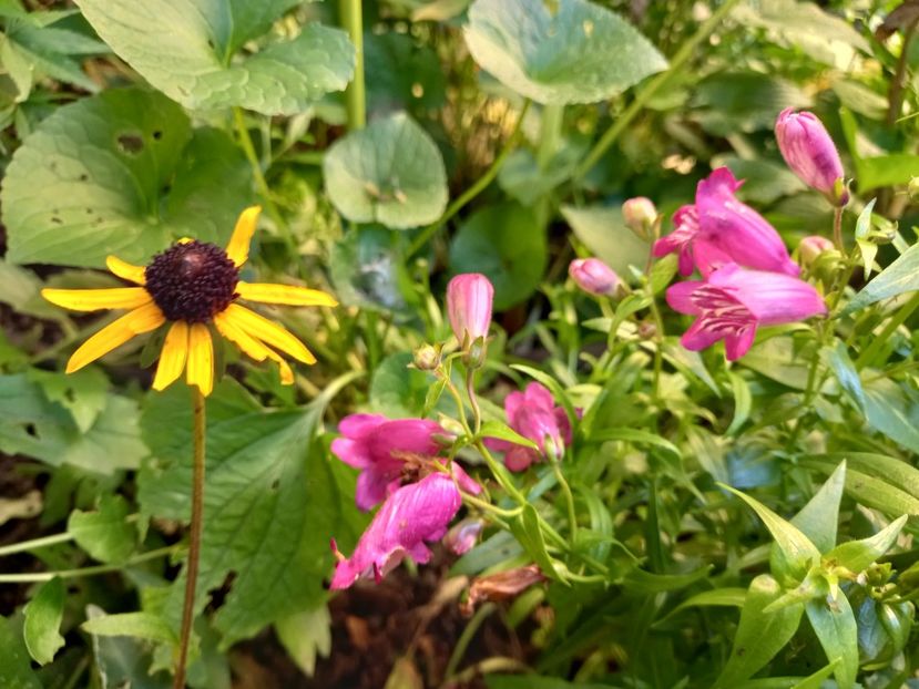 Penstemon Harlequin Magenta și Rudbeckia Sun Ka Ching - Grădina 2022 continuare 3