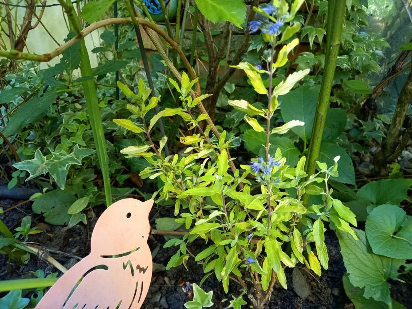 Caryopteris Gold Crest - Grădina 2022 continuare 3