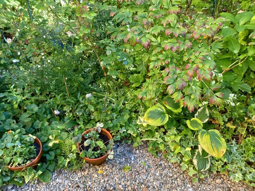  - Grădina 2022 continuare 3