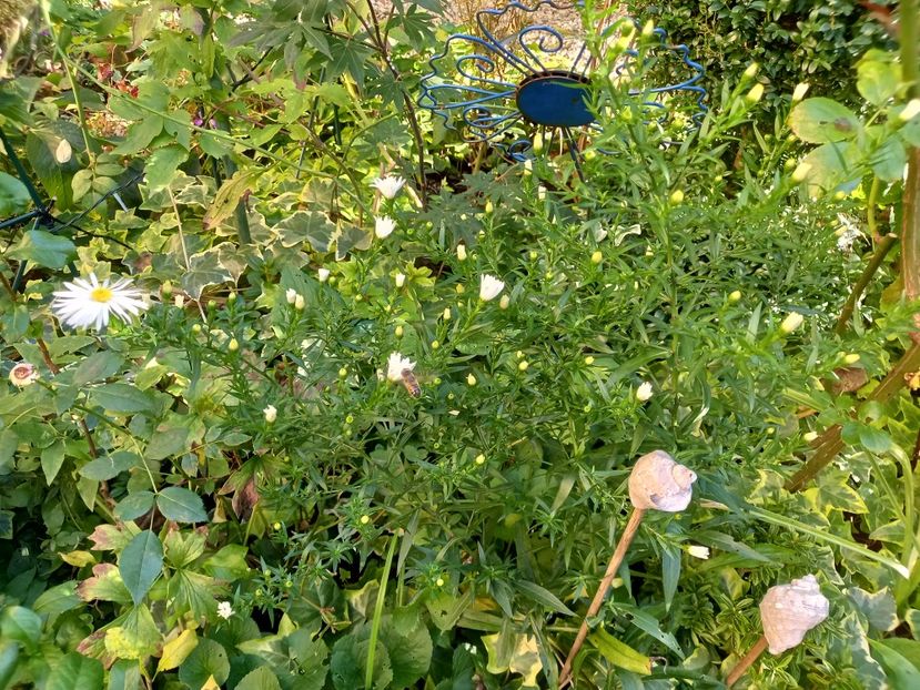  - Grădina 2022 continuare 3