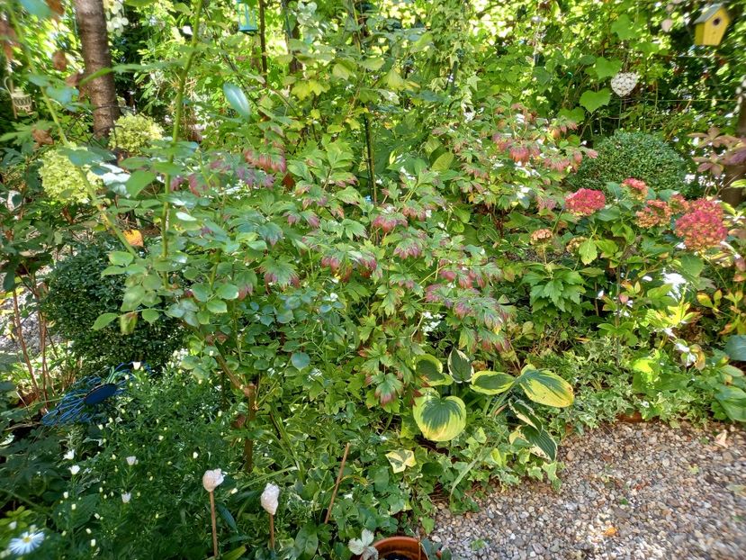  - Grădina 2022 continuare 3