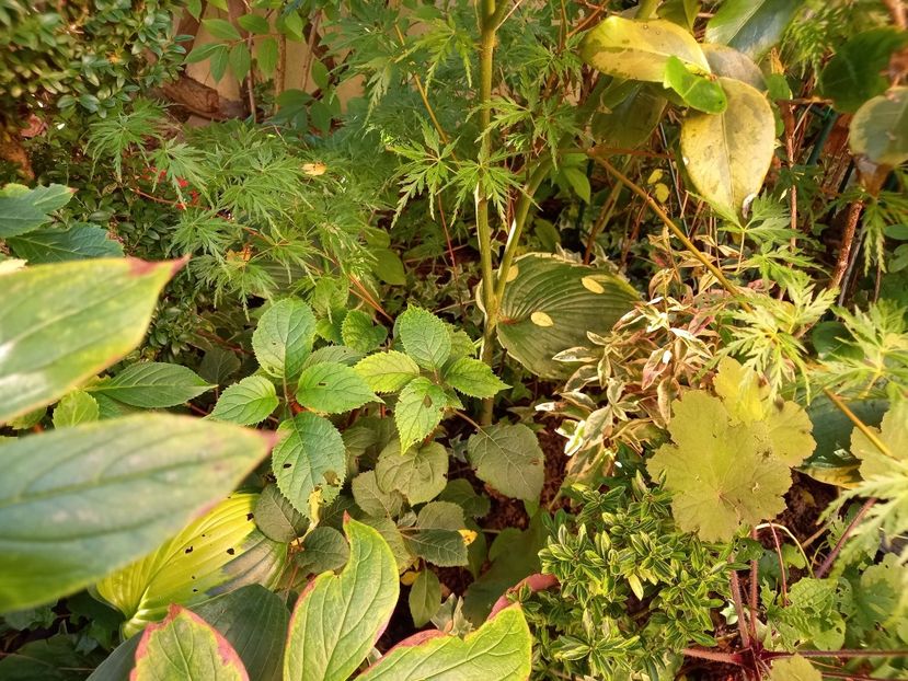  - Grădina 2022 continuare 3