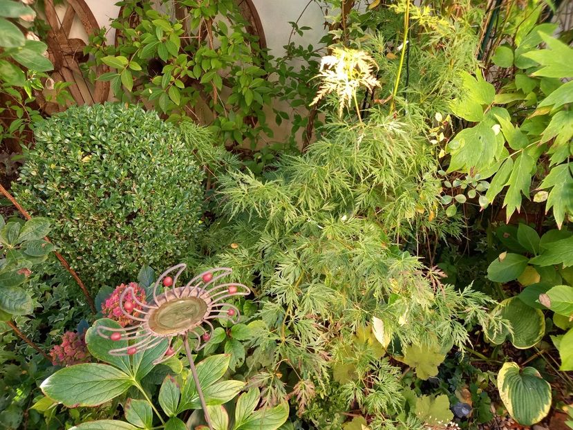  - Grădina 2022 continuare 3