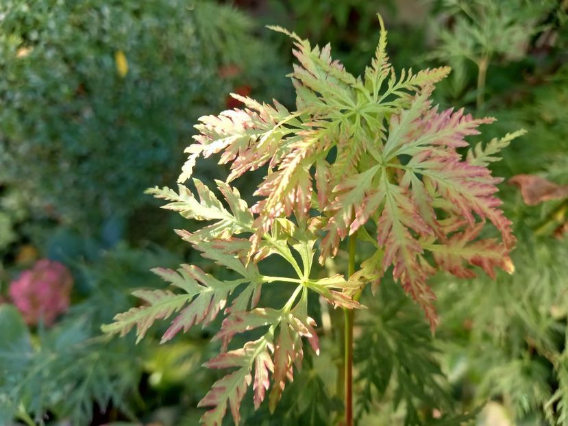 Acer Seiryu - Grădina 2022 continuare 3