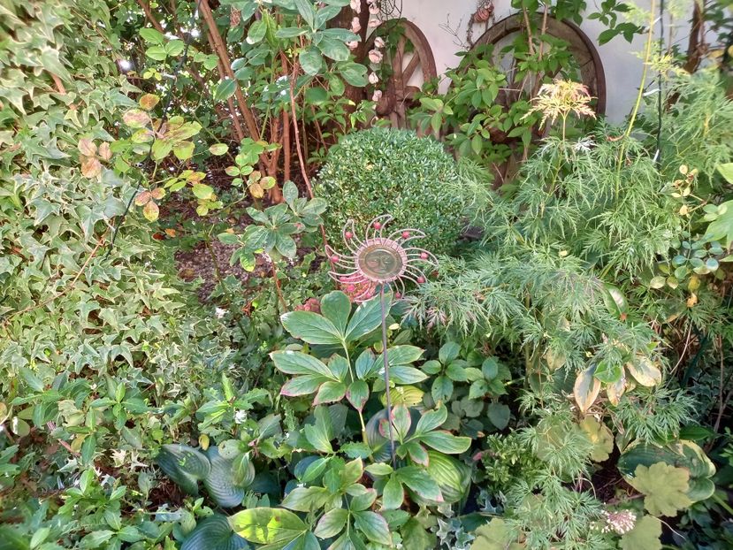 Hortensia arb. Candybelle Bubblegum - Grădina 2022 continuare 3