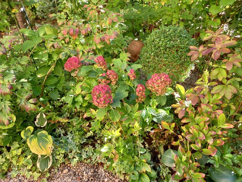  - Grădina 2022 continuare 3