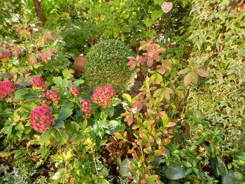 Hortensia macr. Miss Saori - Grădina 2022 continuare 3