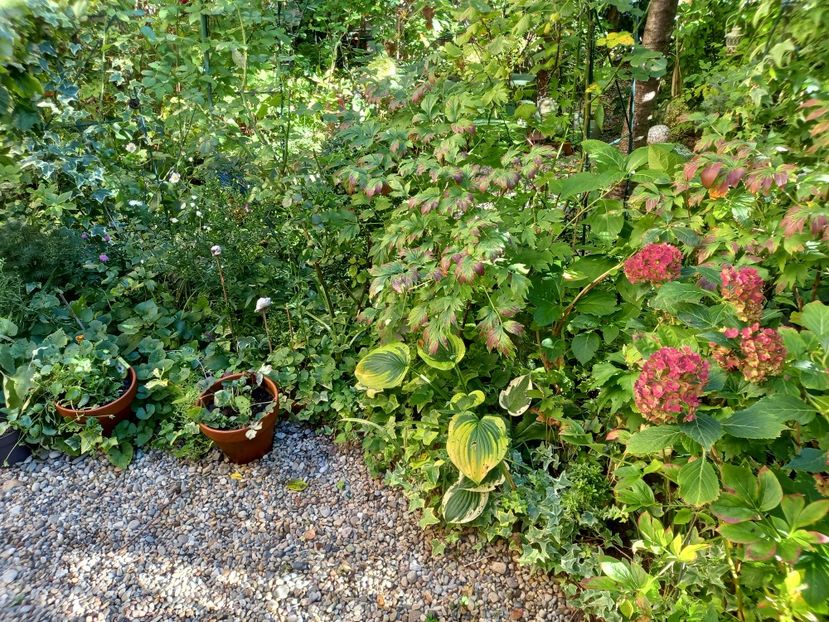  - Grădina 2022 continuare 3