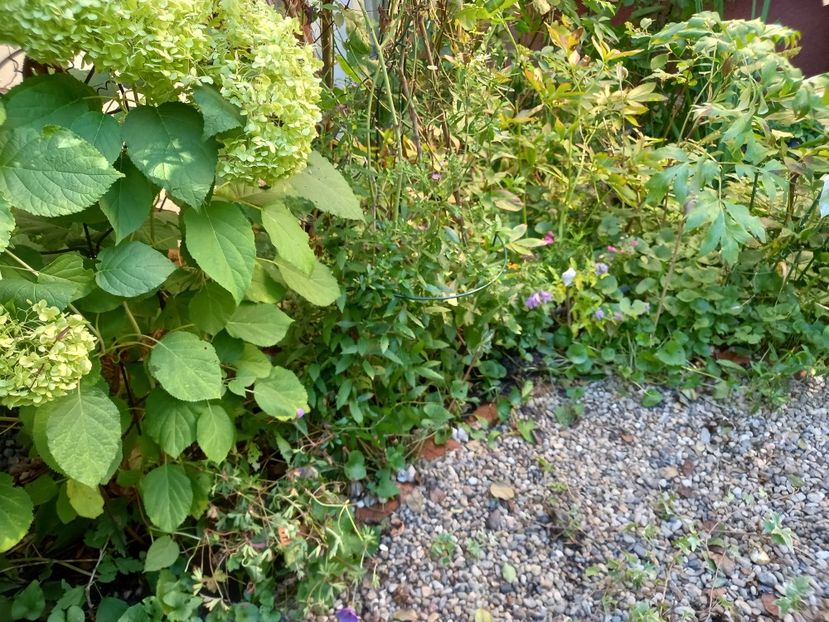  - Grădina 2022 continuare 3