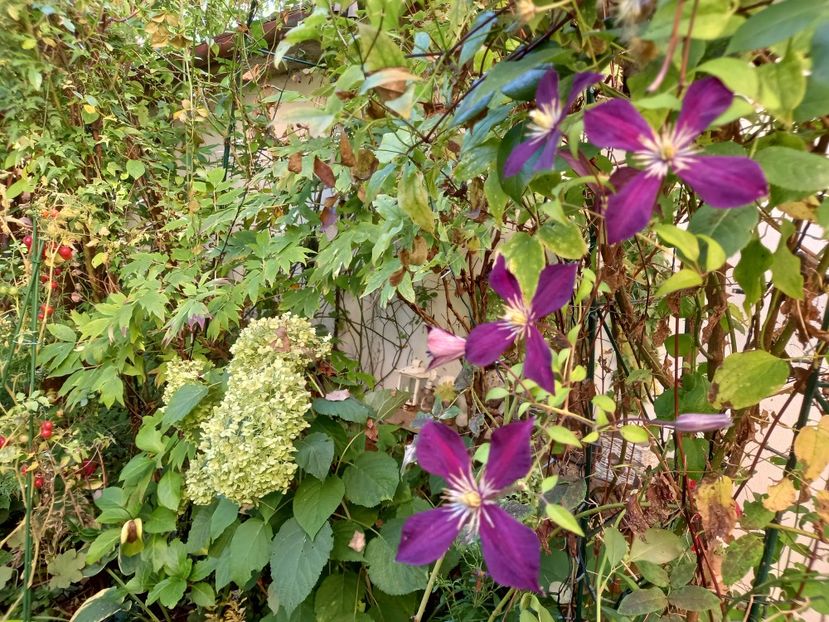  - Grădina 2022 continuare 3