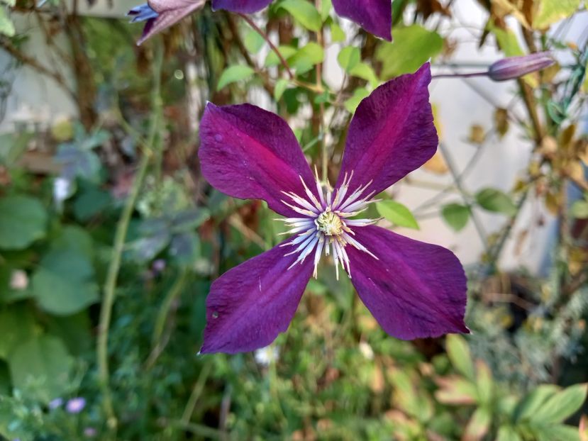  - Grădina 2022 continuare 3