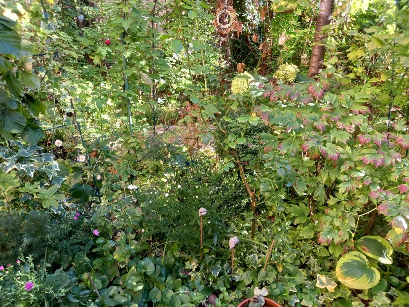  - Grădina 2022 continuare 3