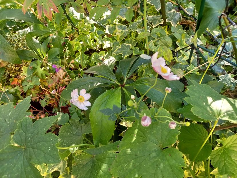 Anemona "Konigin Charlotte" - Grădina 2022 continuare 3