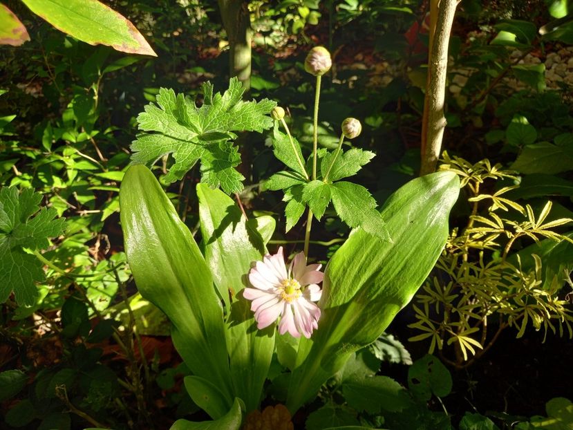 Anemona "Monte Rose" - Grădina 2022 continuare 3