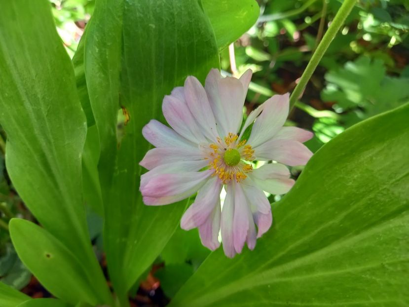  - Grădina 2022 continuare 3