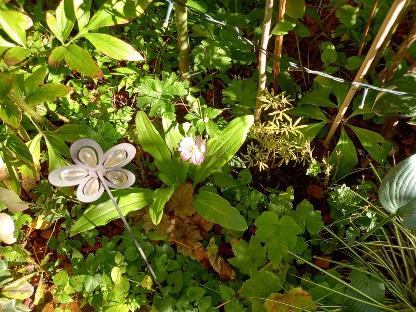  - Grădina 2022 continuare 3