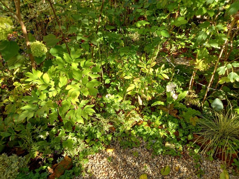  - Grădina 2022 continuare 3