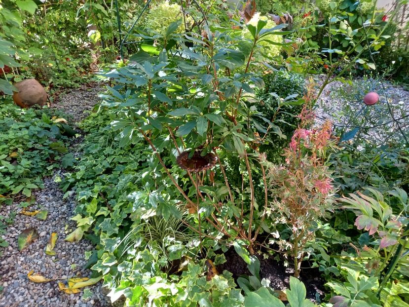  - Grădina 2022 continuare 3