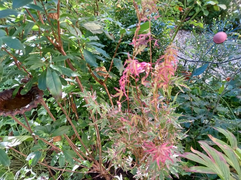  - Grădina 2022 continuare 3