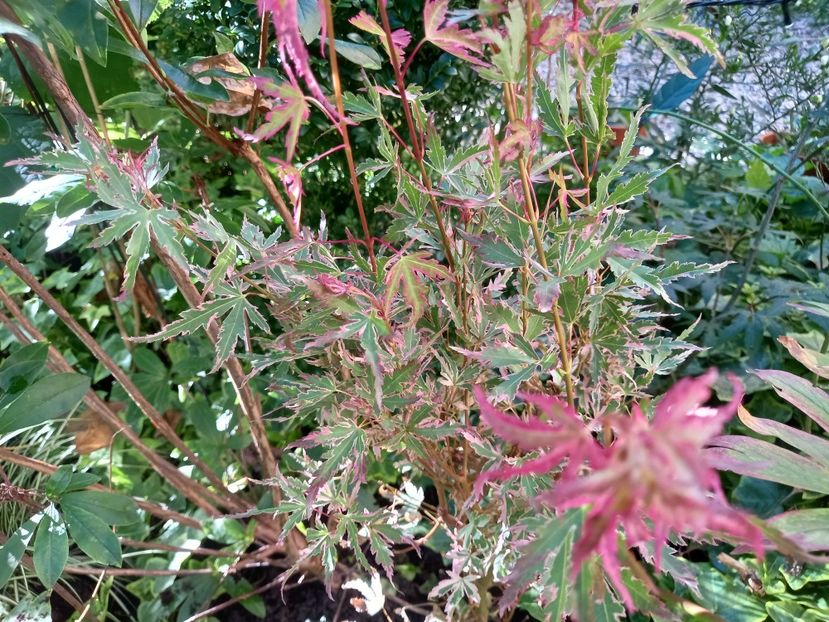 Acer Taylor - Grădina 2022 continuare 3