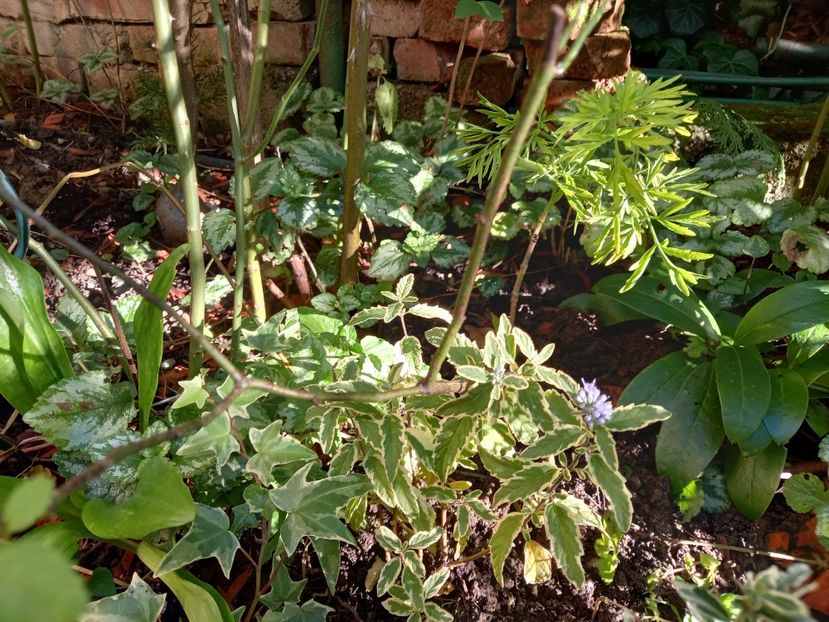  - Grădina 2022 continuare 3