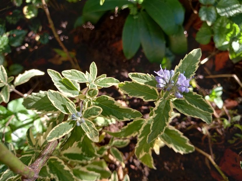 Caryopteris White Surprise - Grădina 2022 continuare 3