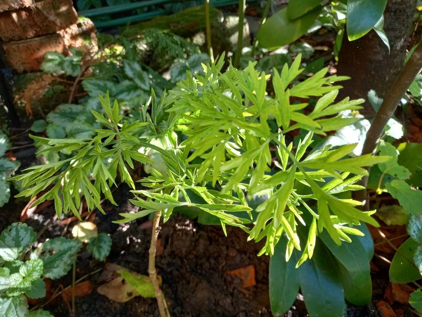 Soc Golden Tower - Grădina 2022 continuare 3