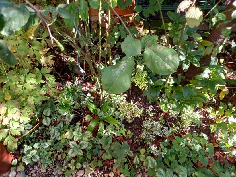  - Grădina 2022 continuare 3