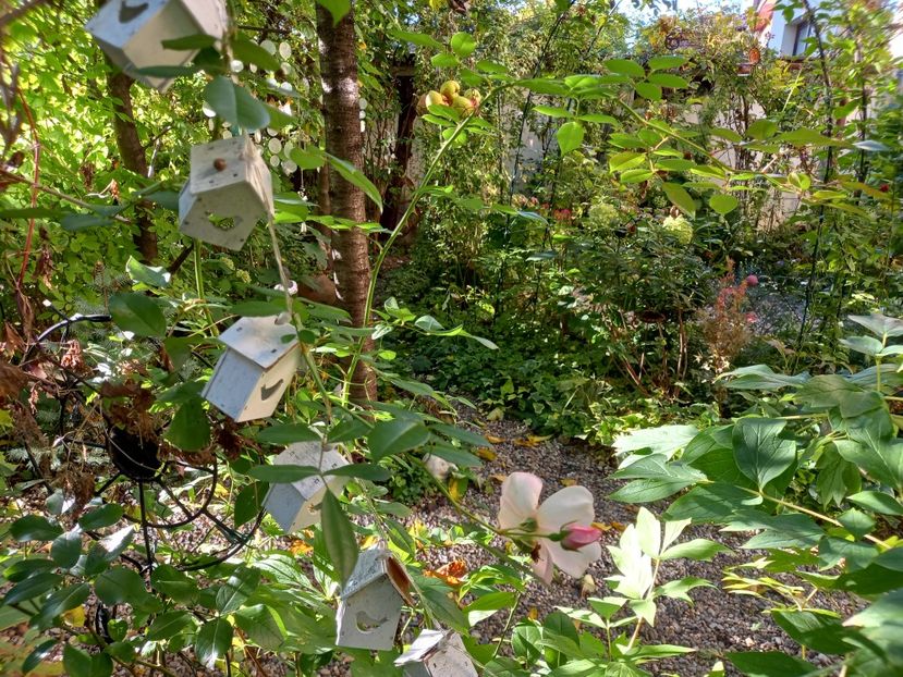  - Grădina 2022 continuare 3