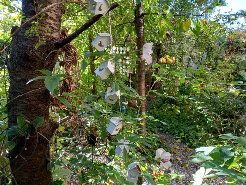  - Grădina 2022 continuare 3